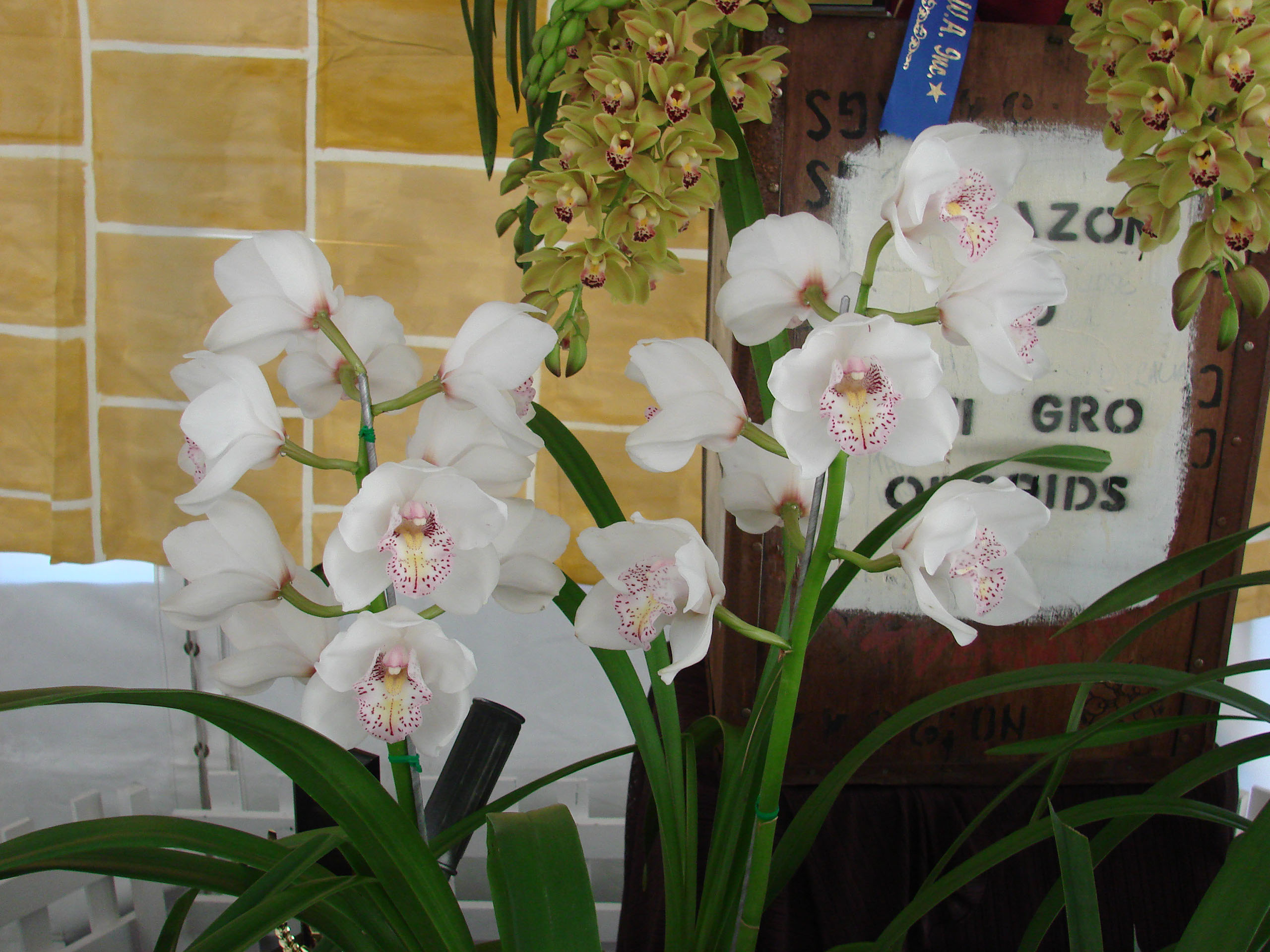 Growing Orchids Cymbidium Orchid Club Of Wa 